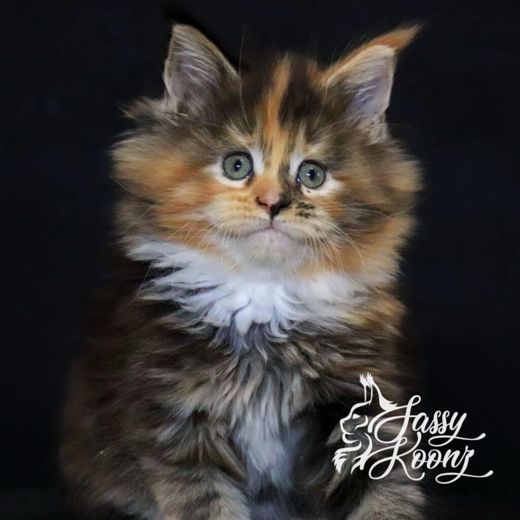 my-only-angel-maine-coon-kitten-7-weeks ⋆ Sassy Koonz Maine Coon Cattery my only angel maine coon kitten 7 weeks