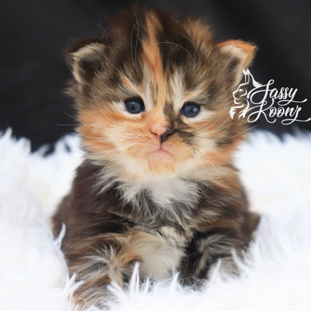 my-only-angel-sassy-koonz-baby-3-weeks-old-calico ⋆ Sassy Koonz Maine Coon Cattery my only angel sassy koonz baby 3 weeks old calico
