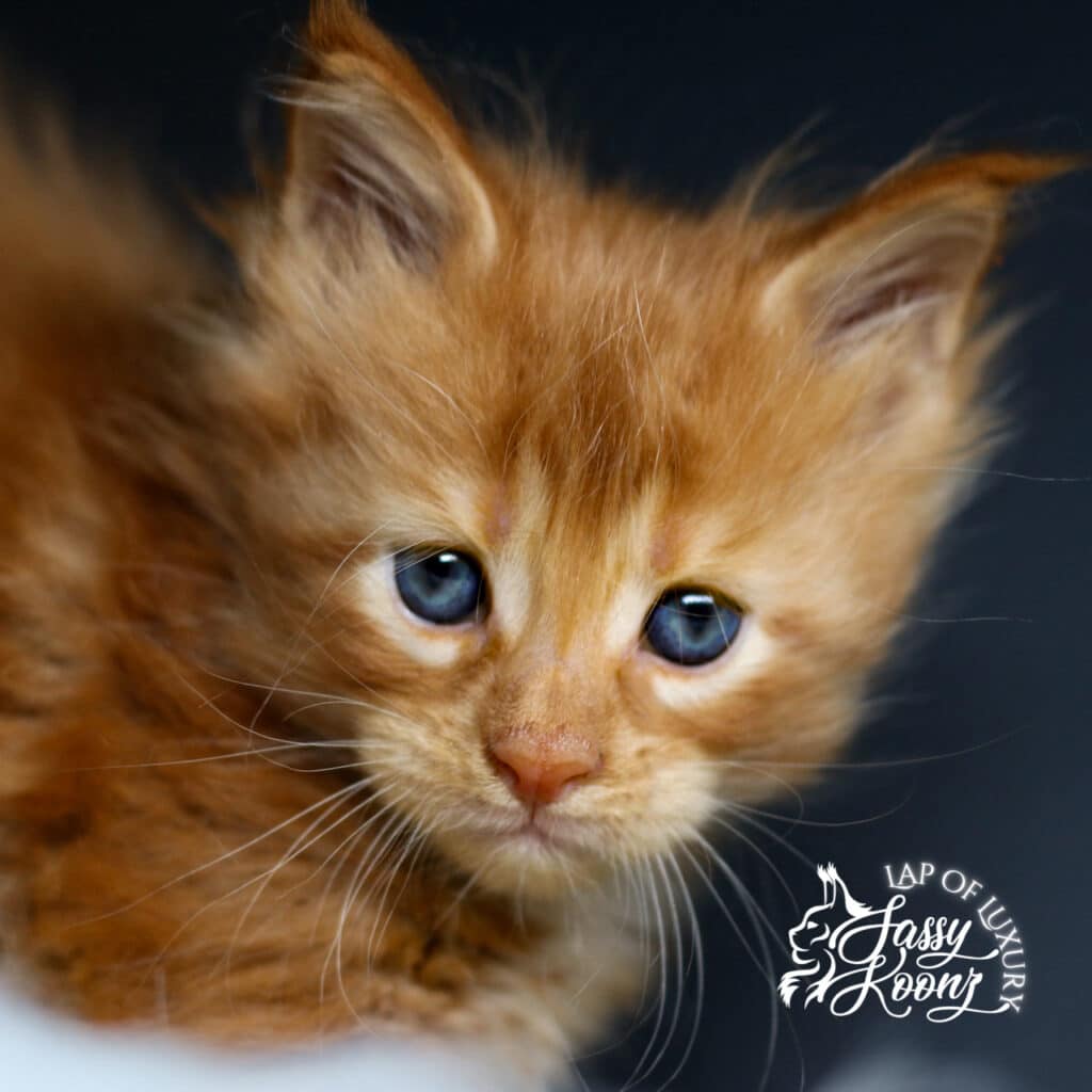 red-maine-coon-kitten-for-sale-sassy-koonz-fool ⋆ Sassy Koonz Maine Coon Cattery red maine coon kitten for sale sassy koonz everybodys fool