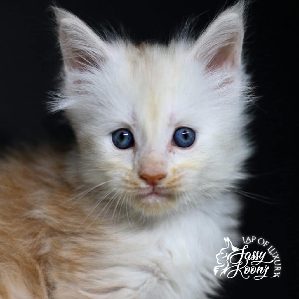 red-smoke-maine-coon-kittenfor-sale-amy-lee-5-weeks ⋆ Sassy Koonz Maine Coon Cattery red smoke maine coon kitten for sale amy lee 5 weeks old