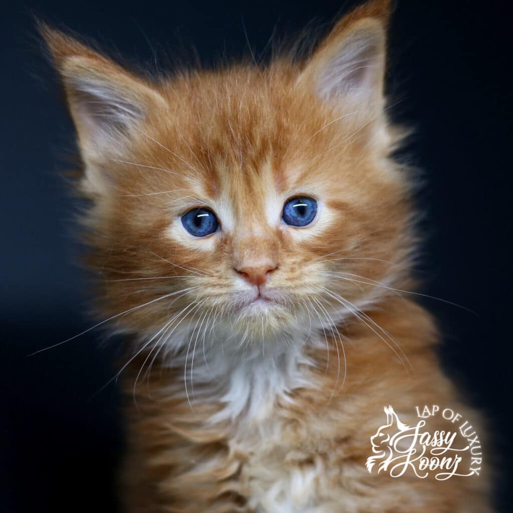 sassy-koonz-maine-coon-kitten-for-sale-5-weeks-old-imaginary โ Sassy Koonz Maine Coon Cattery sassy koonz maine coon kitten for sae 5 weeks old imaginary