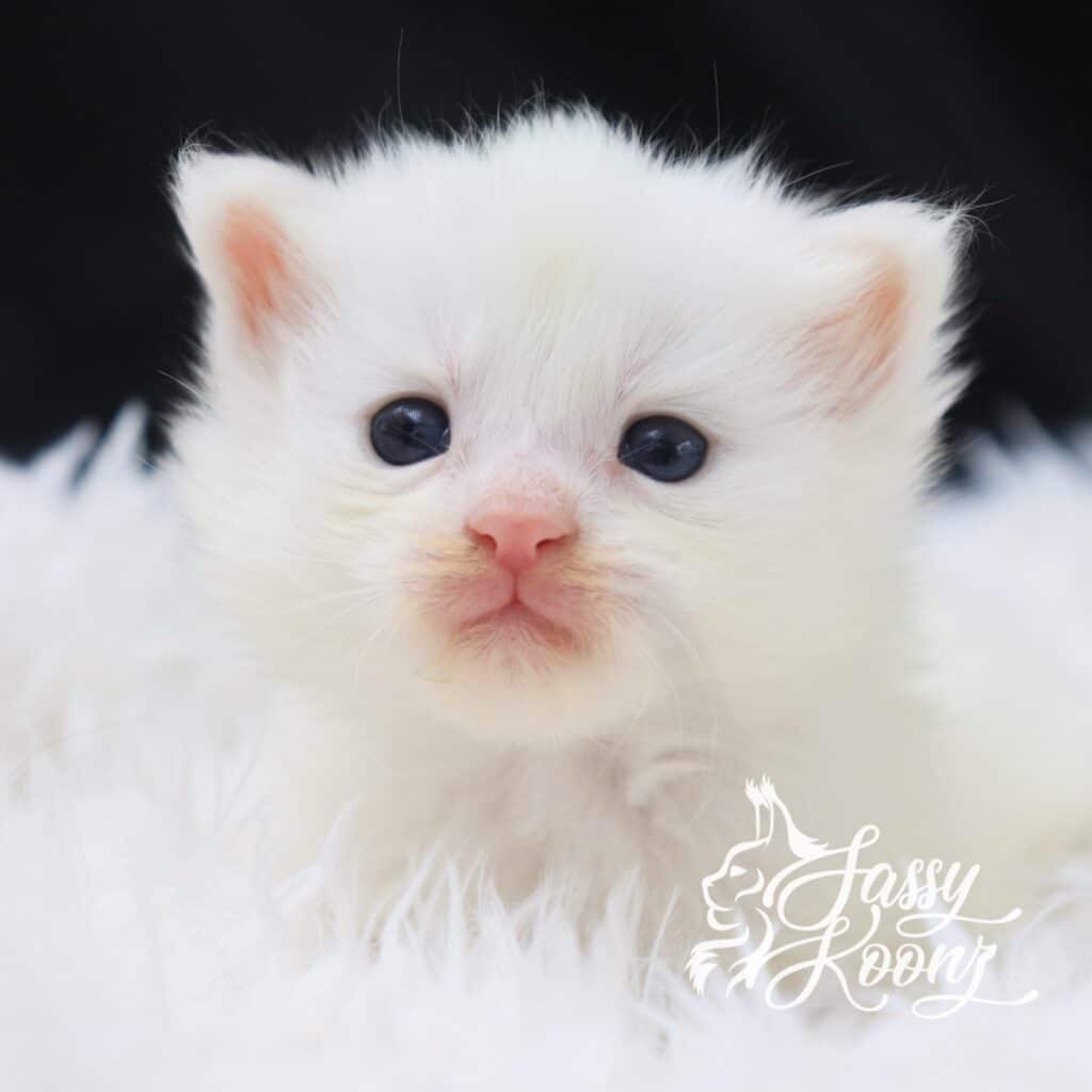 solid-white-maine-coon-kitten-from-sassy-koon-available ⋆ Sassy Koonz Maine Coon Cattery solid white maine coon kitten from Sassy koonz available