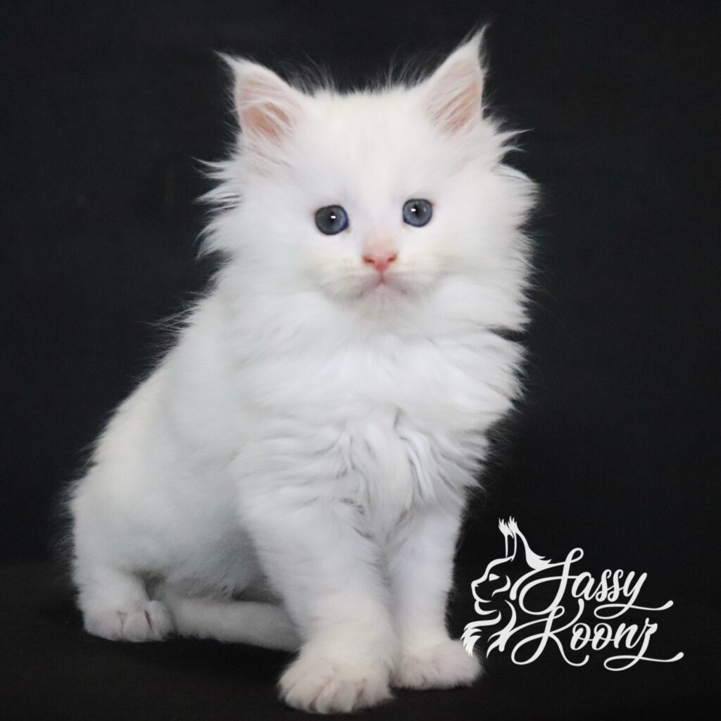 white-maine-coon-kitten-from-sassy-koonz-ghost-7-weeks ⋆ Sassy Koonz Maine Coon Cattery white maine coon kitten from sassy koonz ghost 7 weeks