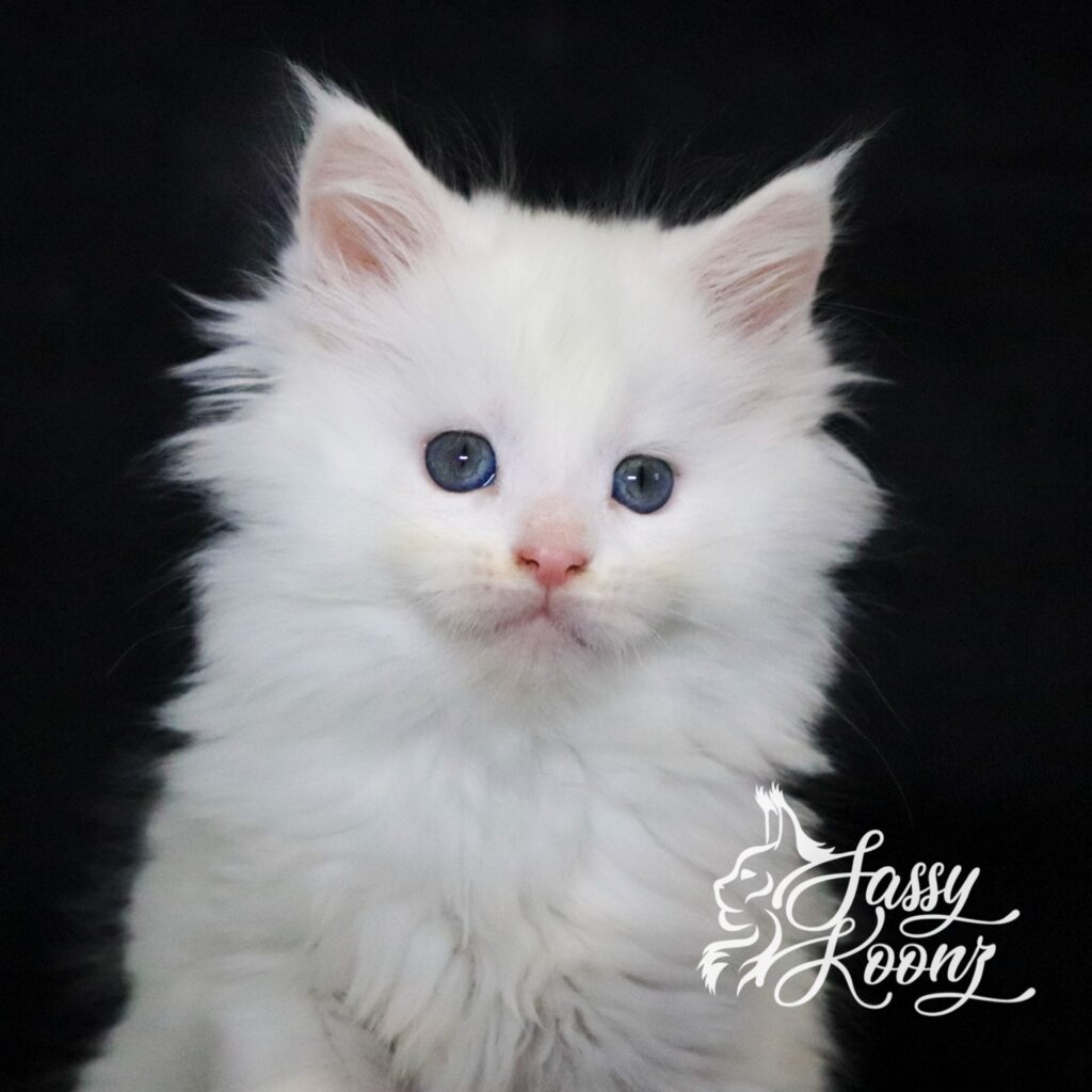white-maine-coon-kitten-ghost-7-weeks ⋆ Sassy Koonz Maine Coon Cattery white maine coon kitten ghost 7 weeks old