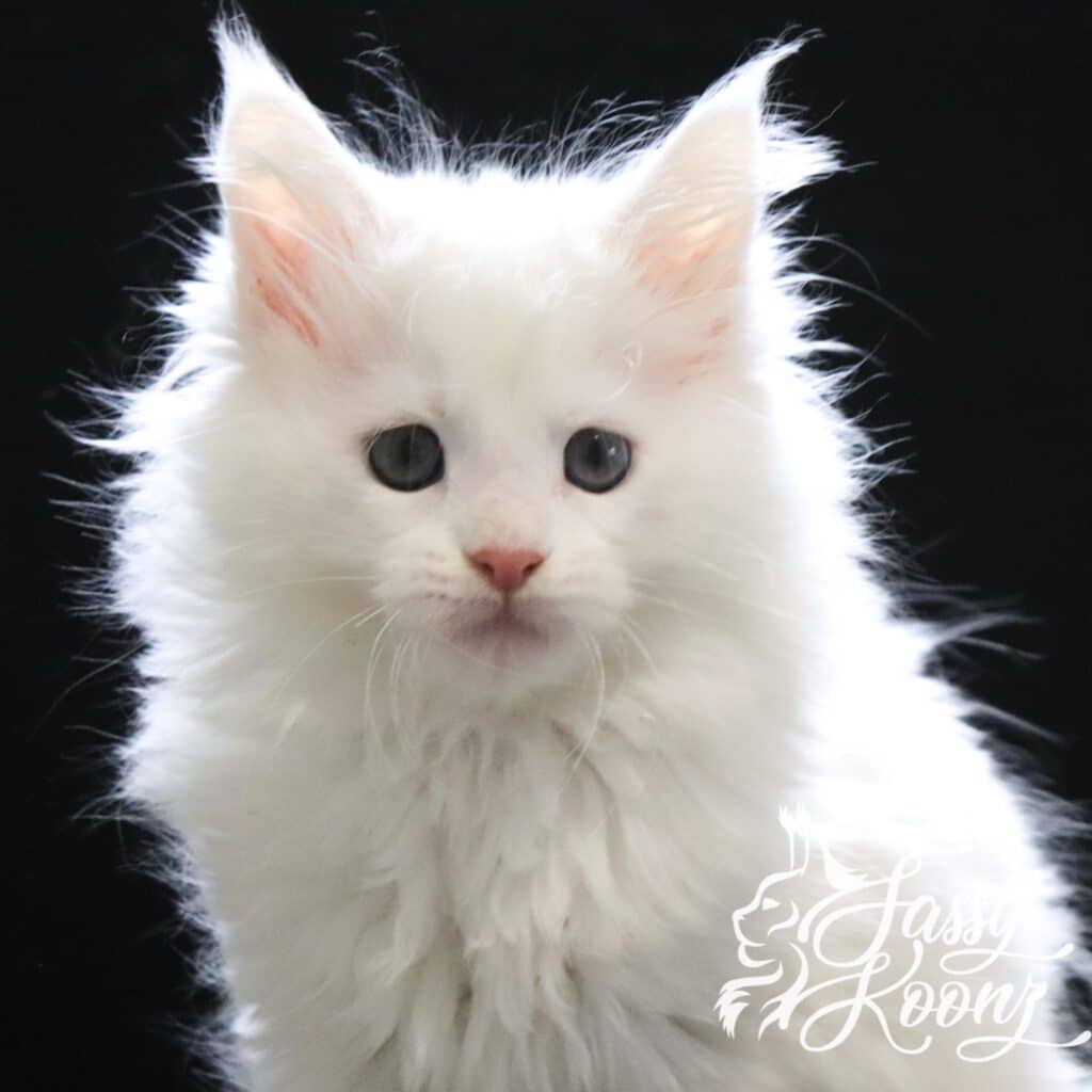 white-maine-coon-kitten-ghost-9-weeks ⋆ Sassy Koonz Maine Coon Cattery white maine coon kitten ghost 9 weeks old
