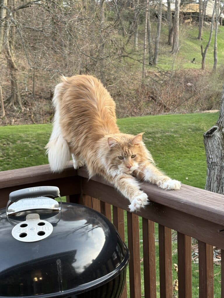 Kiszka 2 Years old ⋆ Sassy Koonz Maine Coon Cattery photo of sassy koonz kizka pictured at 2 years old