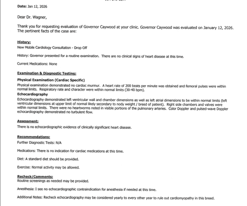 echocardiogram-sassy-koonz-governoe-2026 ⋆ Sassy Koonz Maine Coon Cattery echocardiogram cardiac sonogram for sassy koonz governor