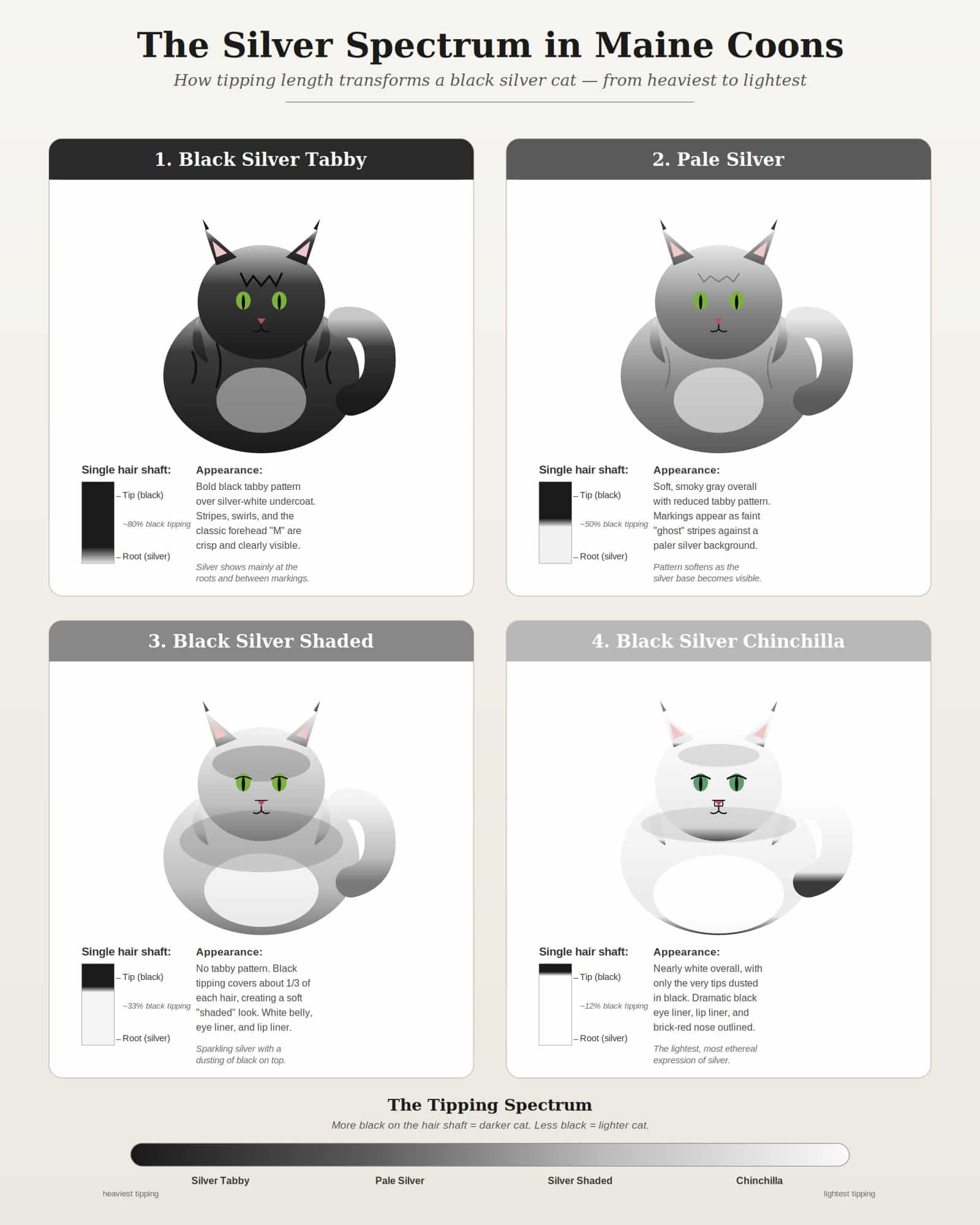 silver_maine_coon_variations ⋆ Sassy Koonz Maine Coon Cattery silver spectrum in Maine Coon cats diagram
