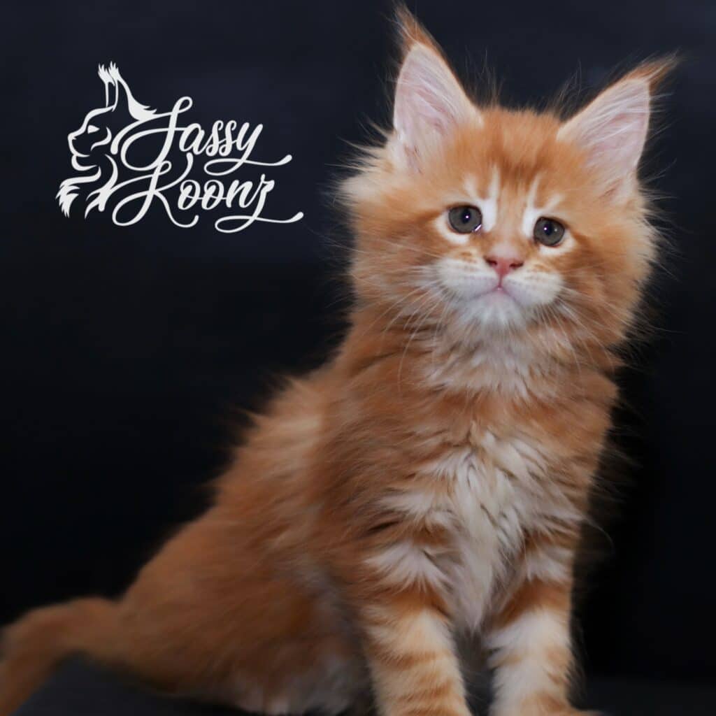 Orange Maine coon kitten against a dark background available for sale with a white cursive logo on the left side of the image.