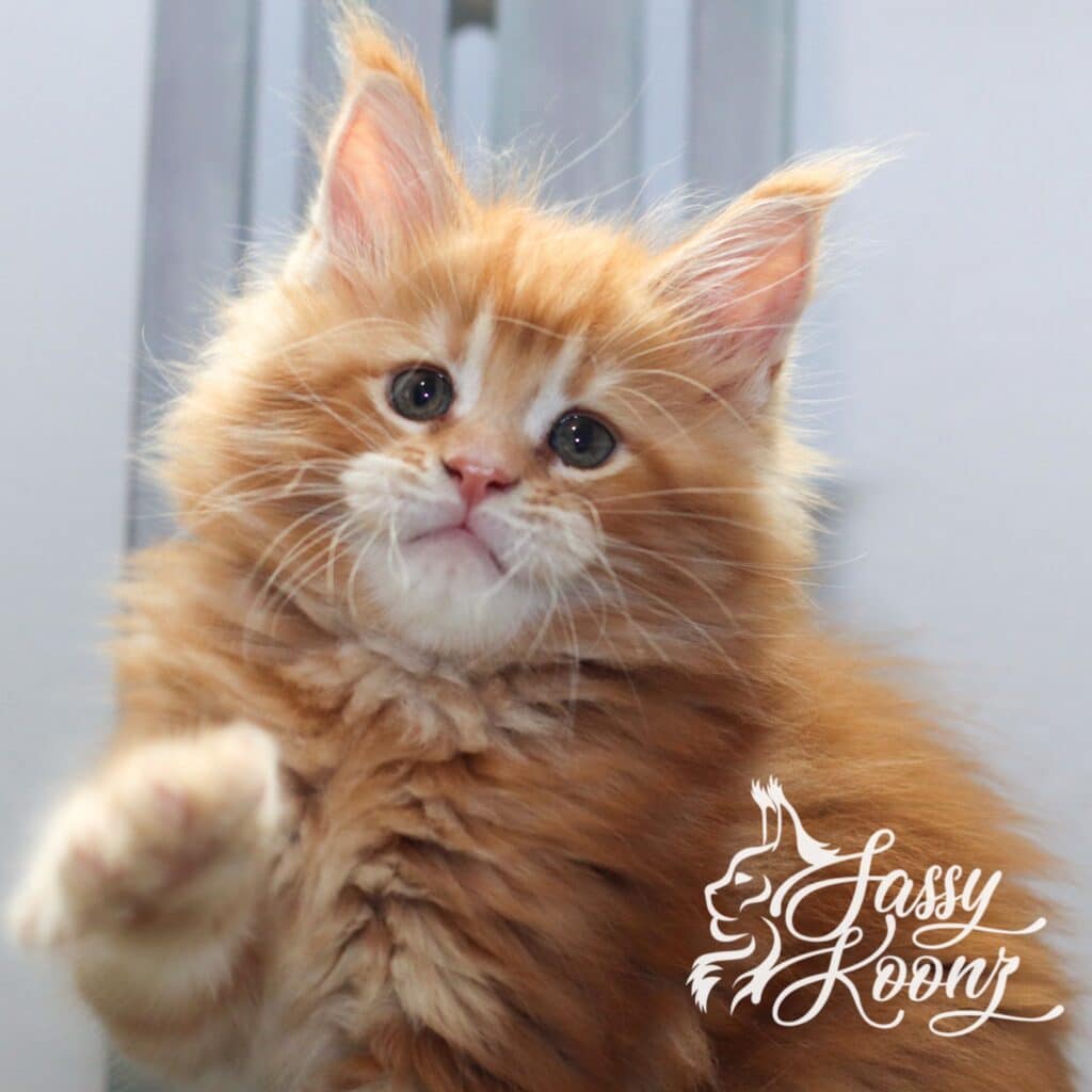 Maine coon kitten from sassy Koonz cattery. Approved for breeding