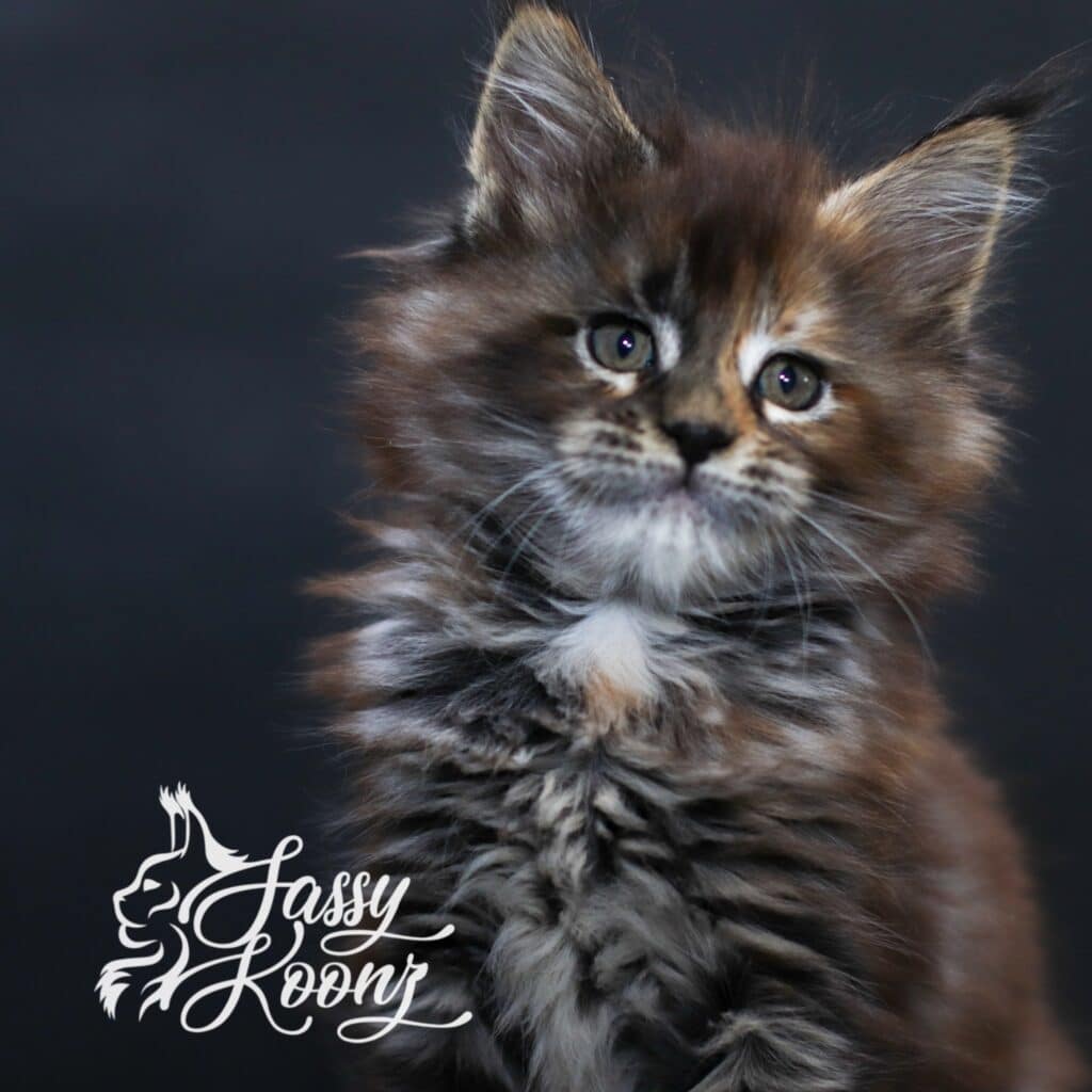 Black tortie Maine coon from sassy Koonz for sale July 2026