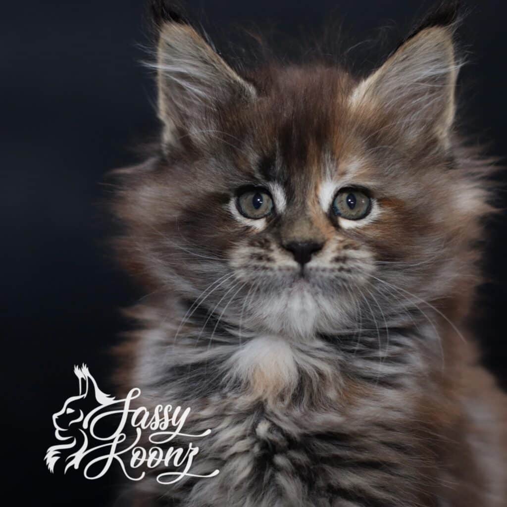 Maine coon kitten for sale from chaos and gov at sassy Koonz