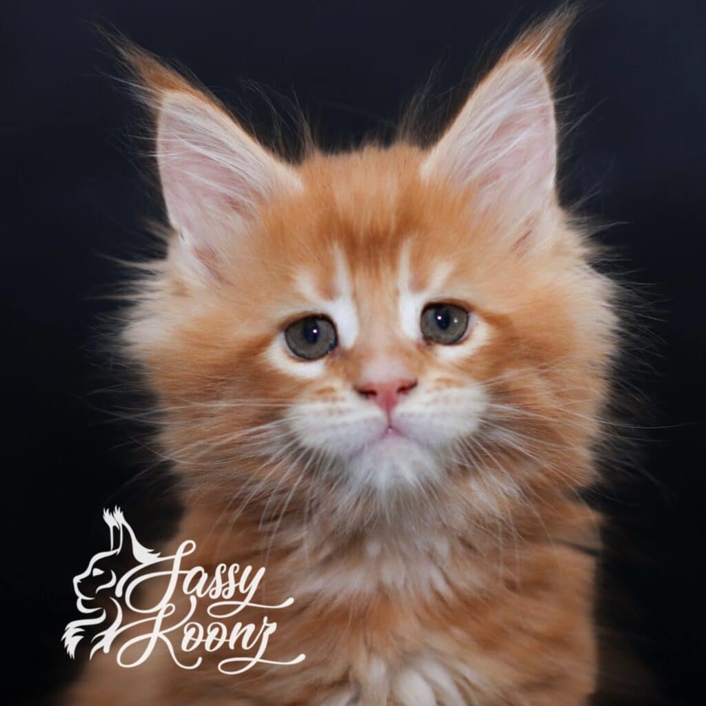 Orange Maine coon kitten for sale from sassy Koonz available