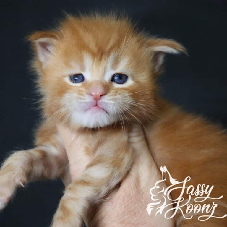 Close-up of an orange kitten's face with blue eyes against a dark background, a white script watermark visible on the right.