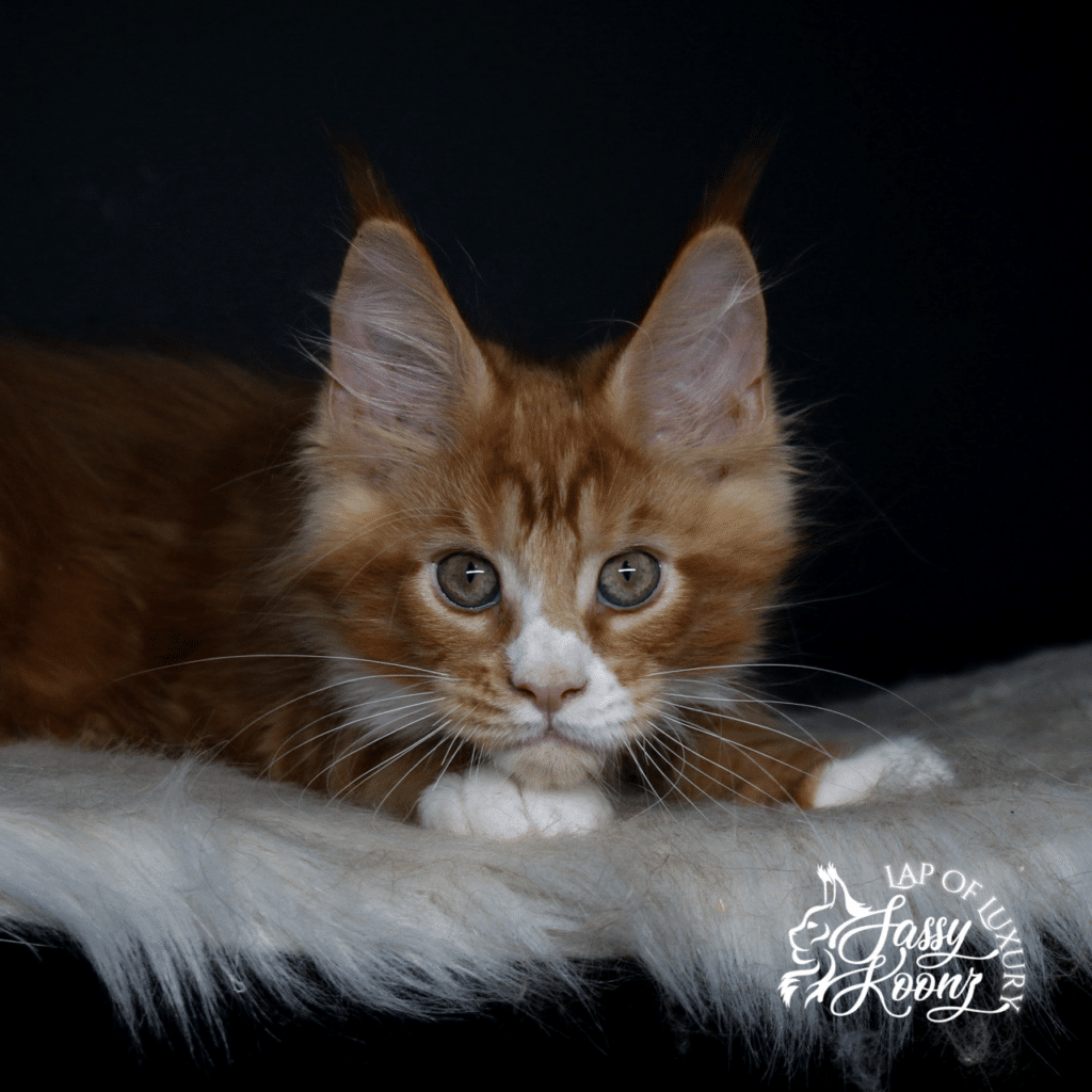Riot 11 week old red and white maine coon kitten