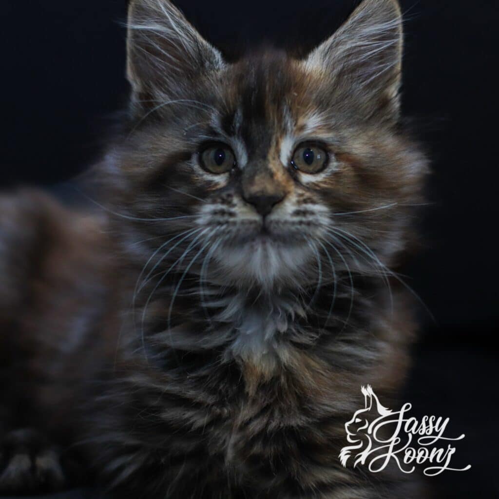 black tortie maine coon kitten daniela 9 weeks old