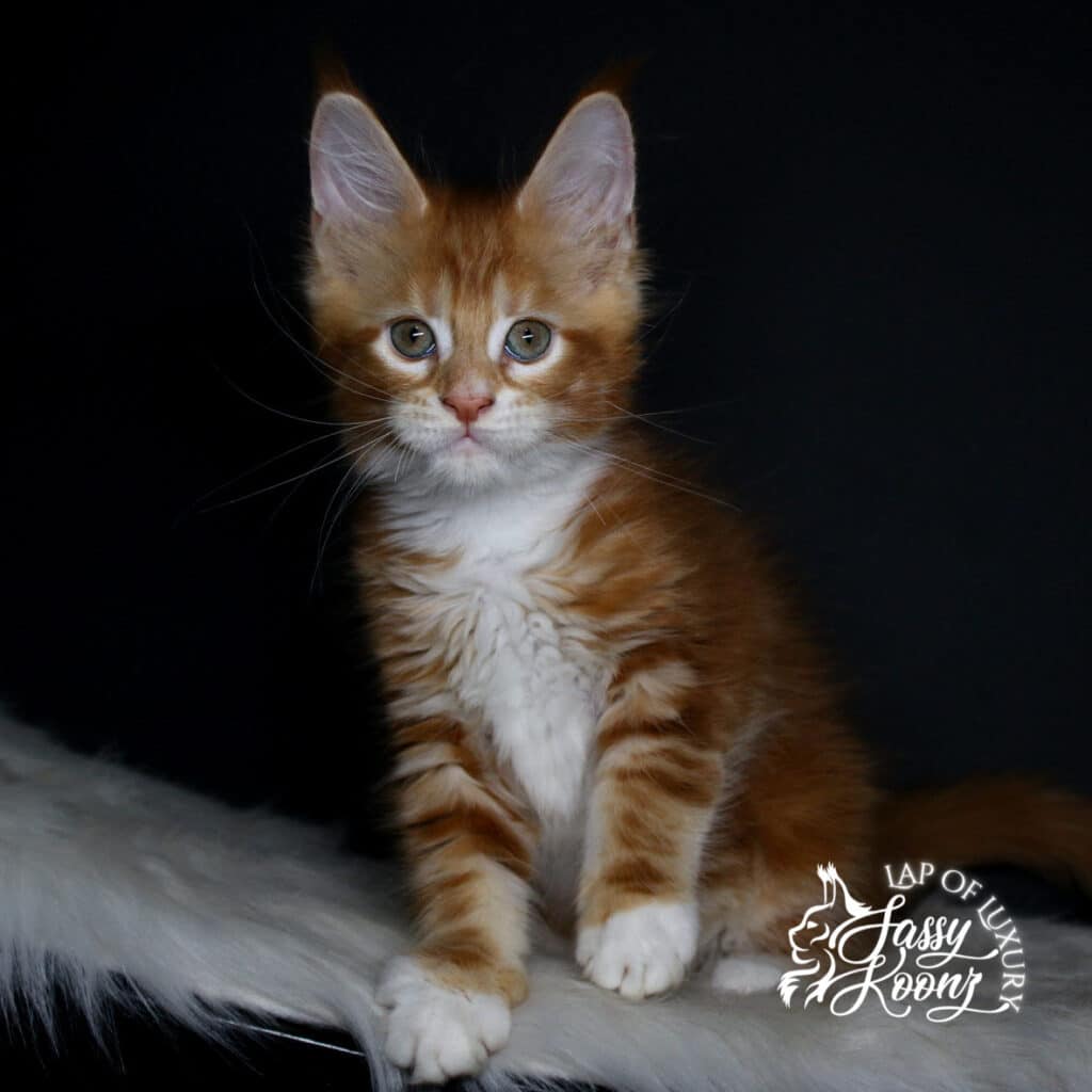 bodyshot of decode 9 week old red maine coon girl kitten