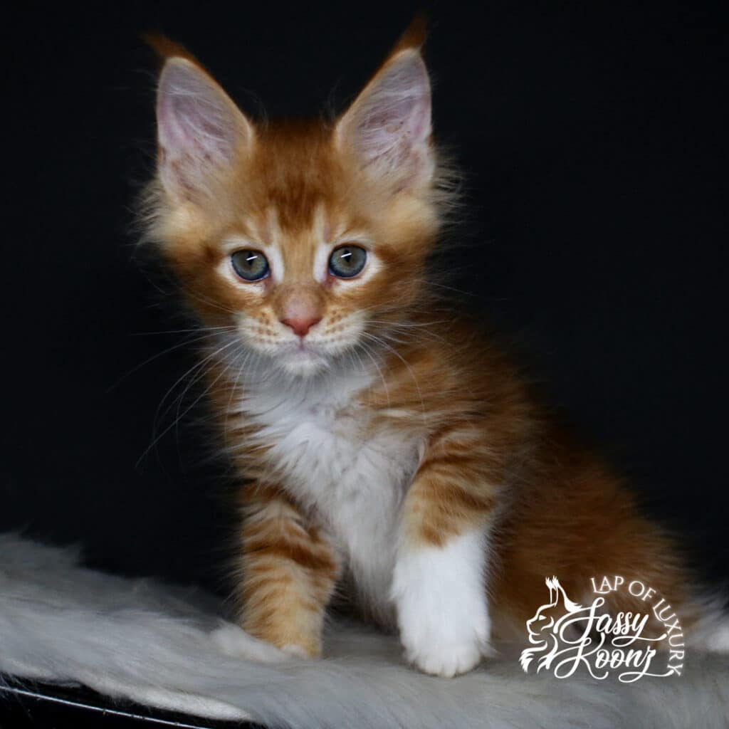 bodyshot of hayley 9 week old red female maine coon kitten