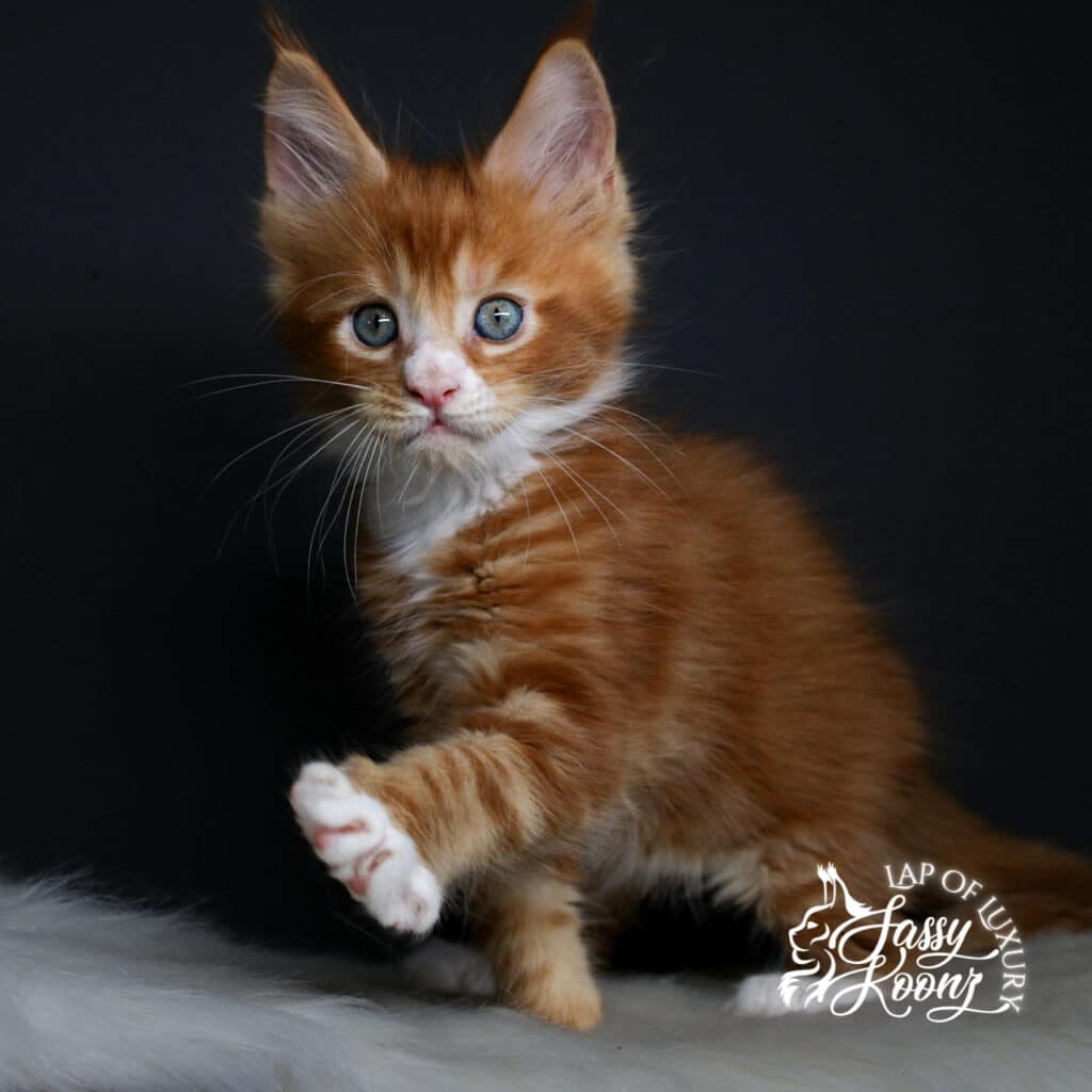 Orange fluffy kitten with blue eyes raising a paw against a dark background, looking toward the viewer.