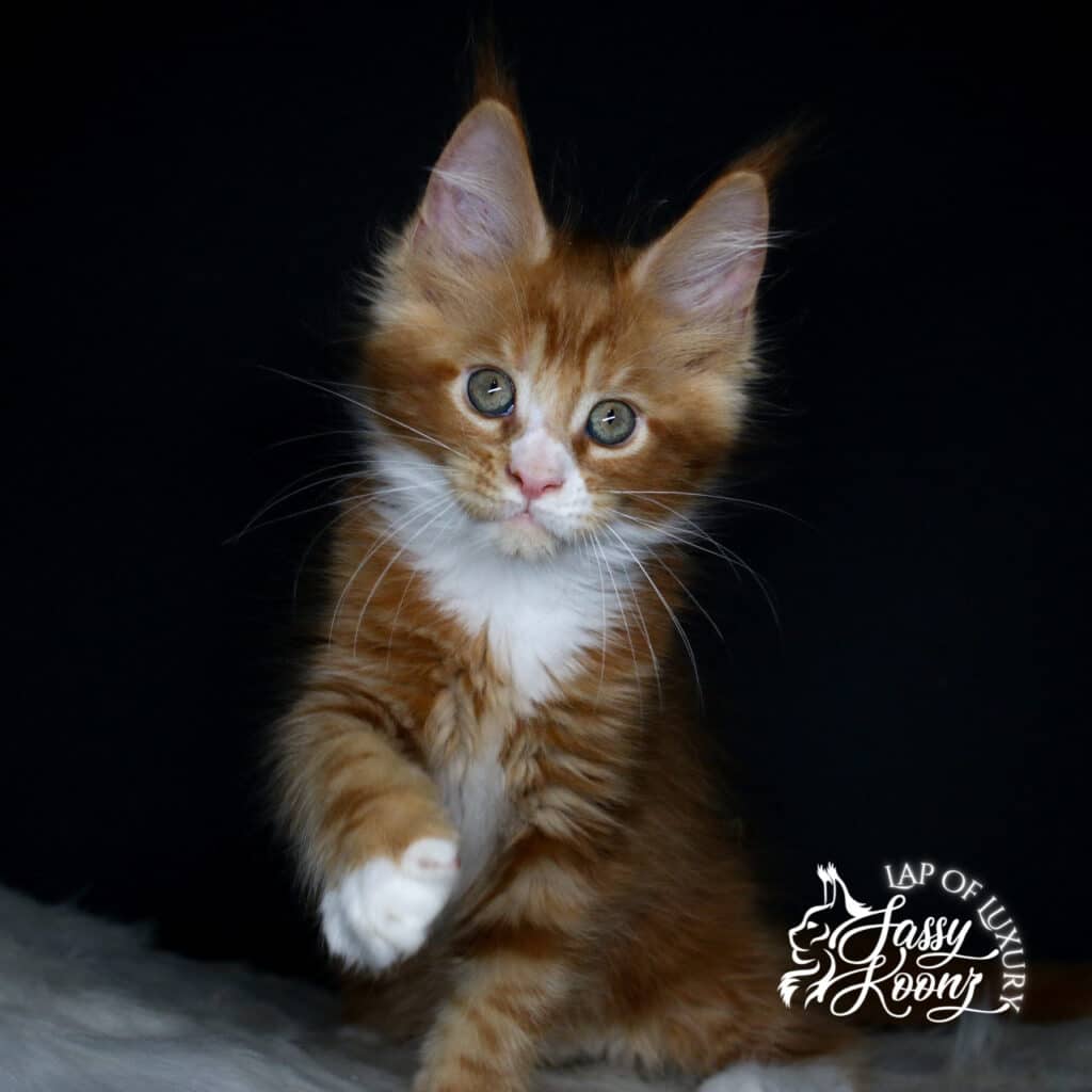 bodyshot of riot 9 week old red maine coon girl kitten