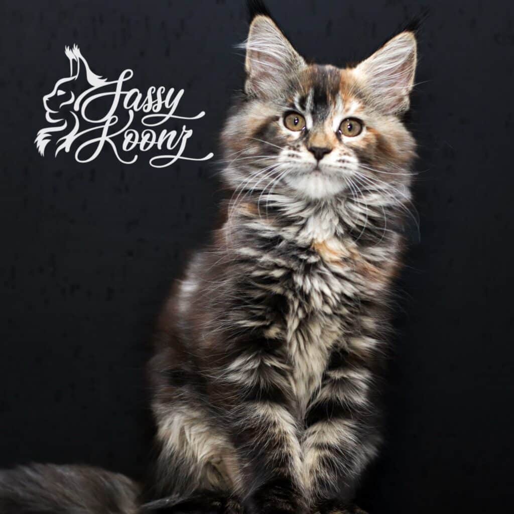 daniela 11 weeks old maine coon kitten