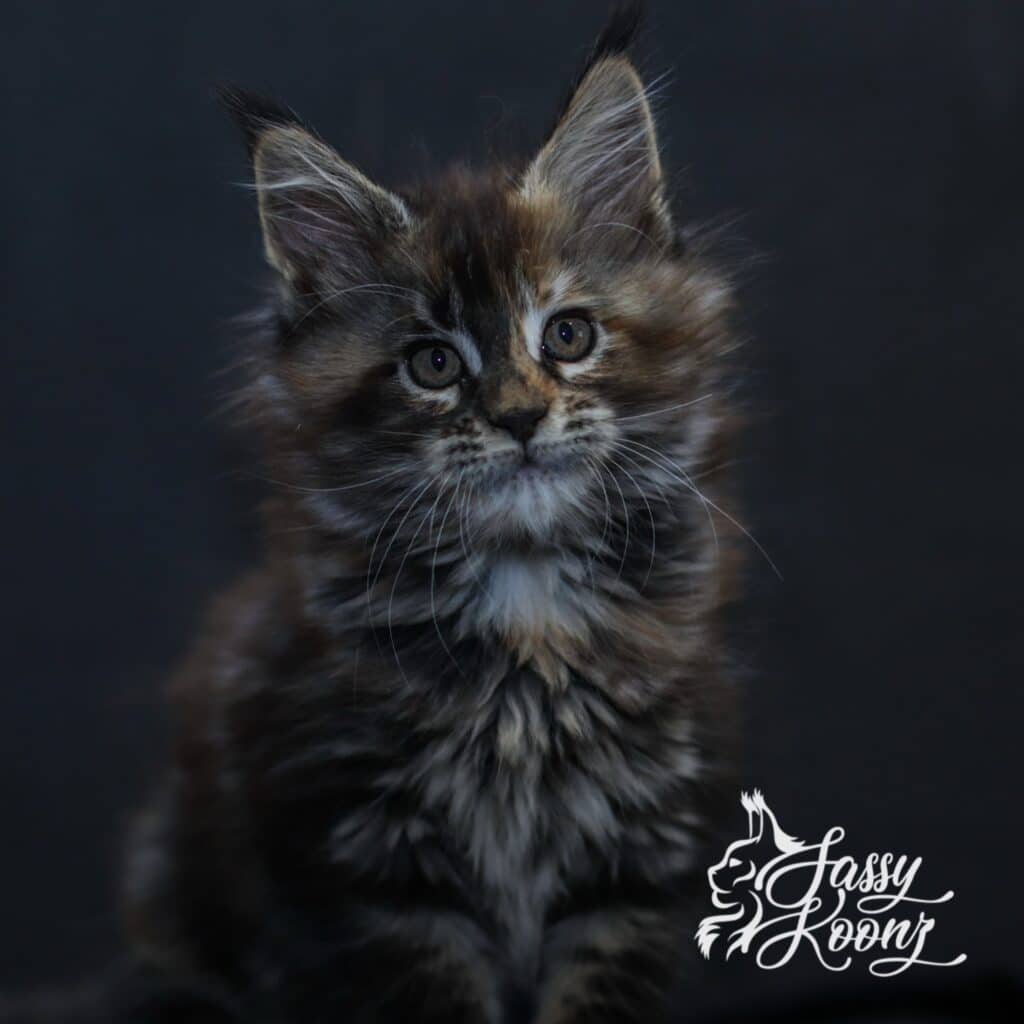daniela maine coon kitten 9 weeks old