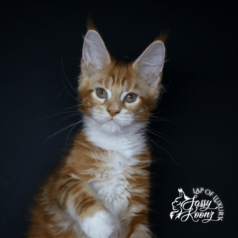 decode 11 week old red maine coon kitten