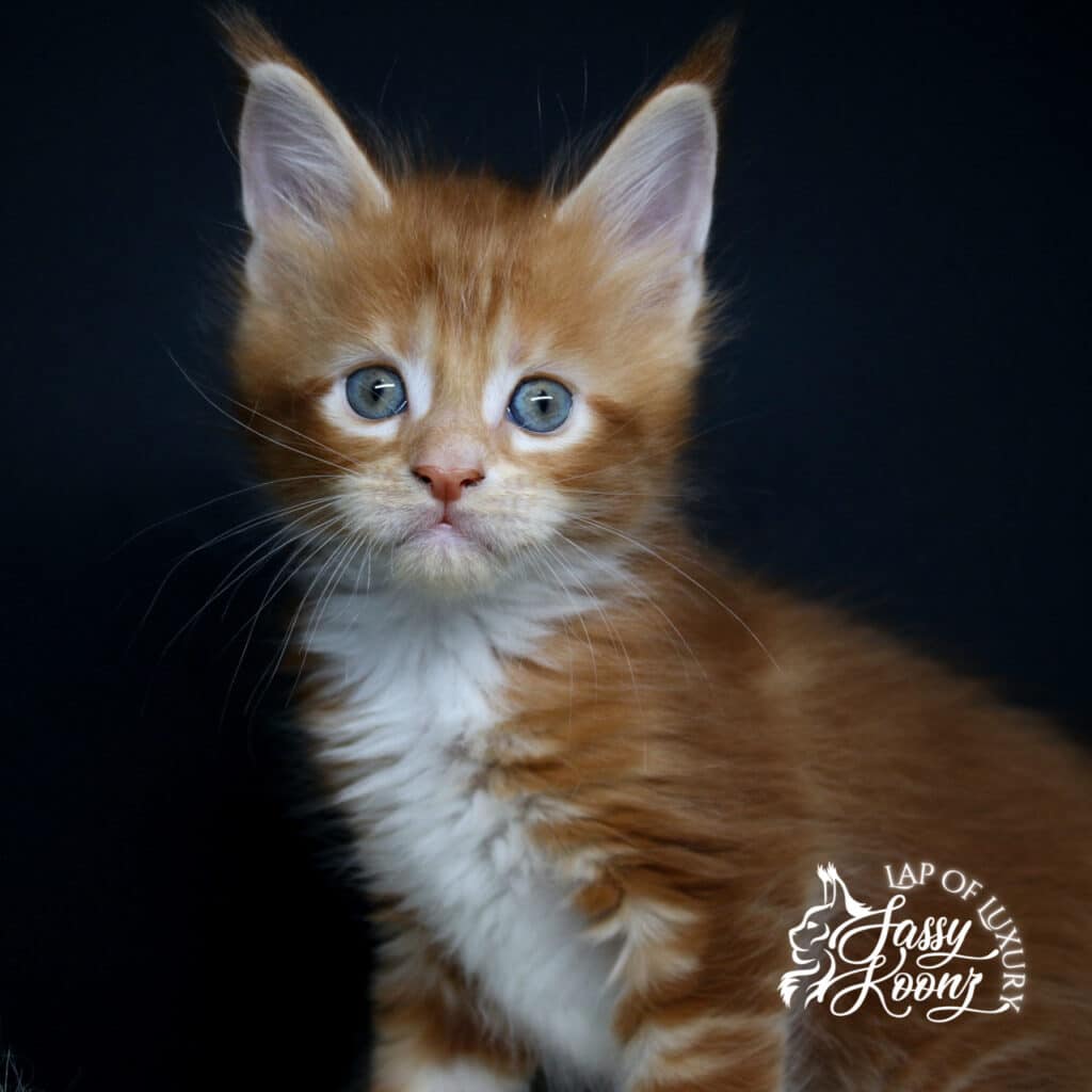 decode 5 week old red with white maine coon kitten