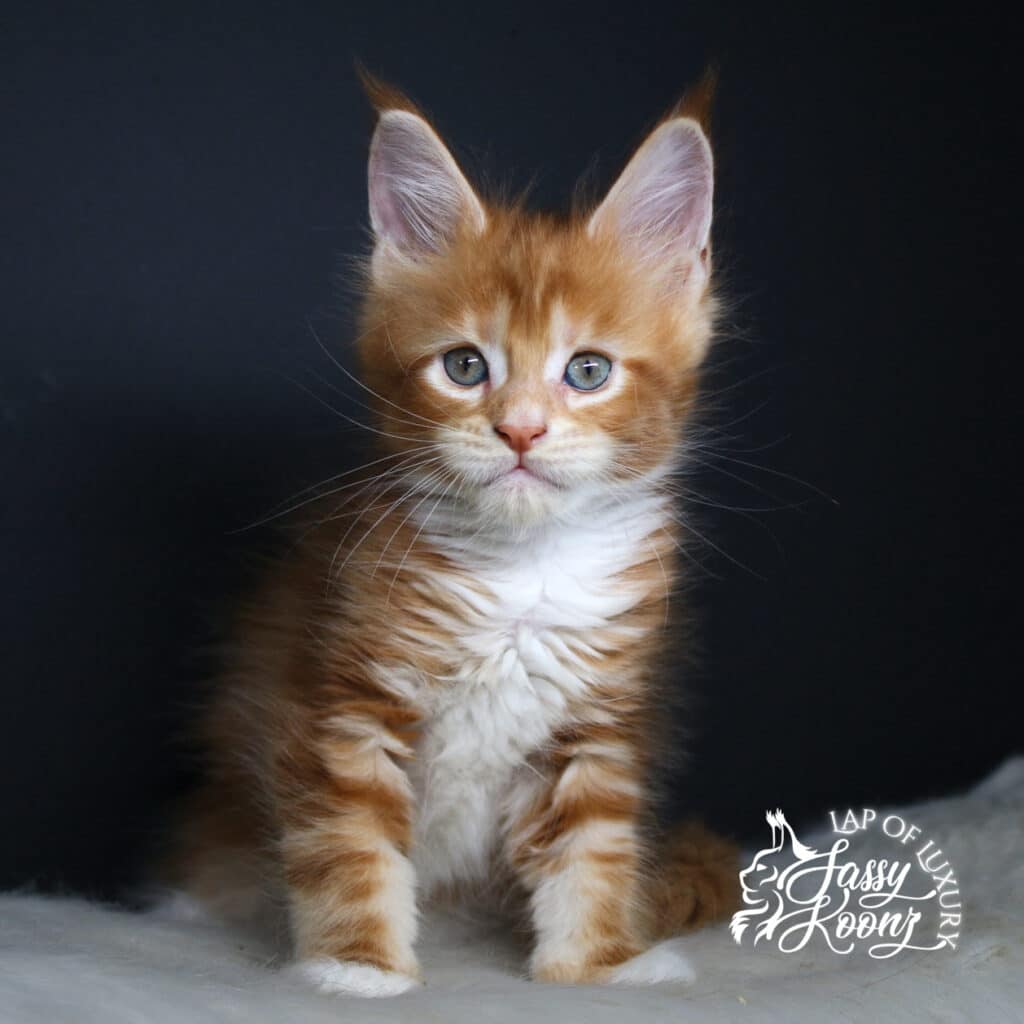 decode 7 weeks old maine coon red female