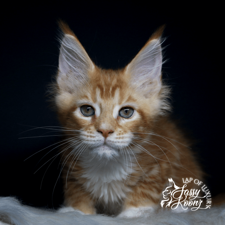 hayley 11 weeks old maine coon red kitten headshot