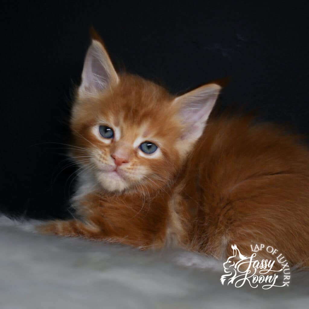 hayley 5 week old female maine coon kitten body shot