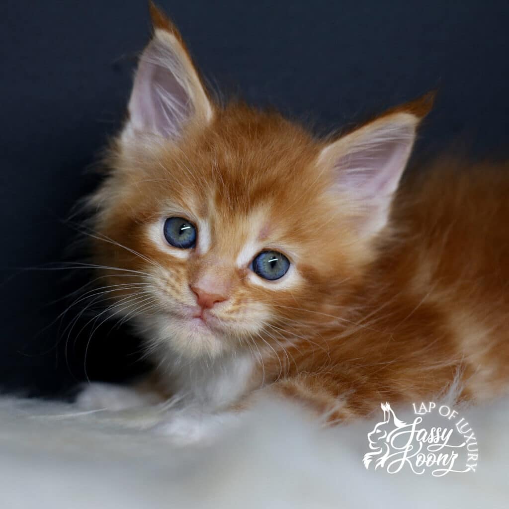 hayley 5 week old maine coon red female kitten