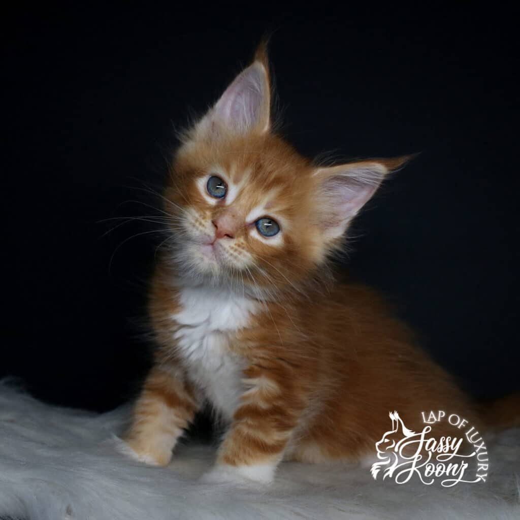 hayley 7 week old red female maine coon