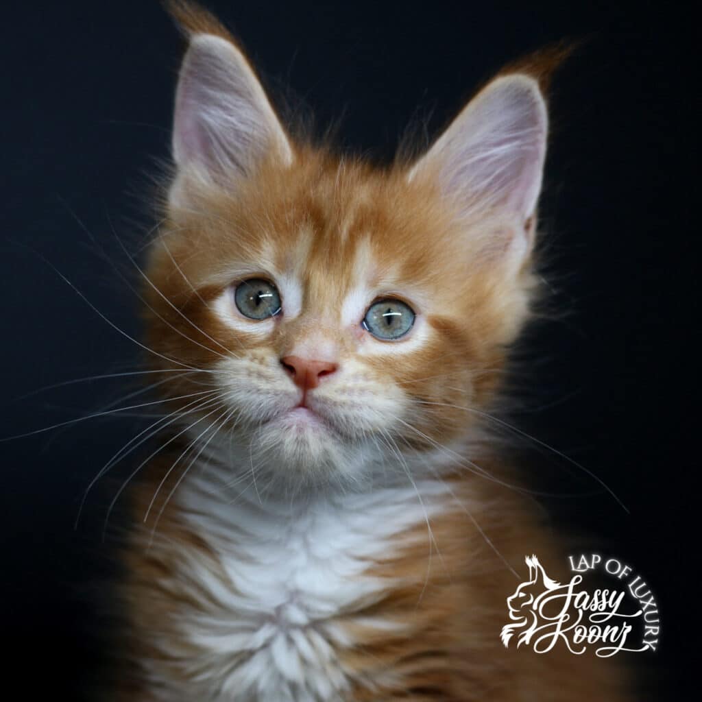 headshot of 7 week old decode red maine coon female