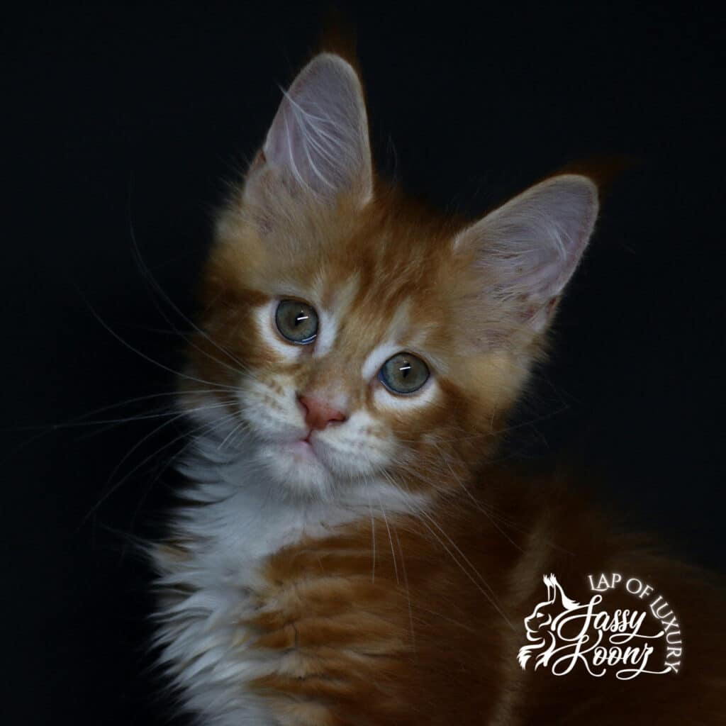 Close-up portrait of an orange and white kitten with green eyes against a black background; logo in the bottom right corner reading 'LAP OF LUXURY'.