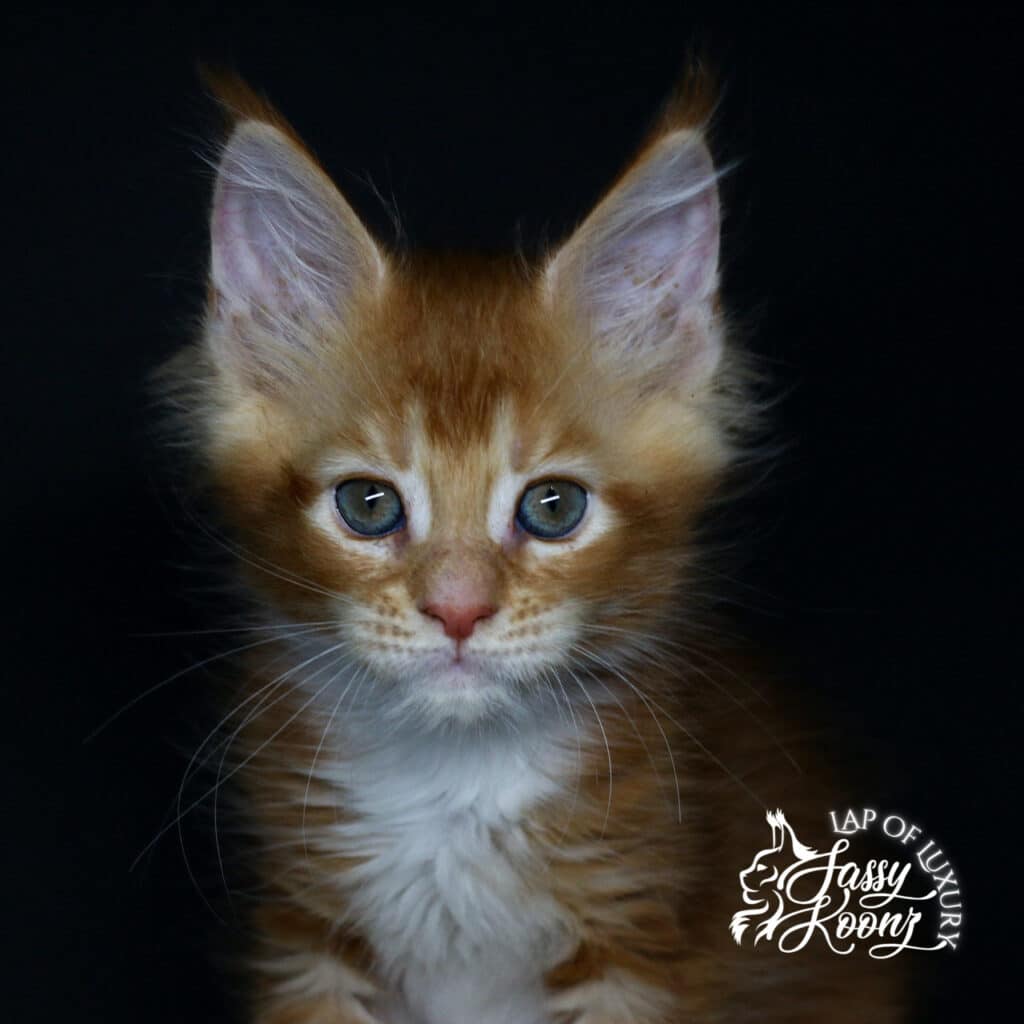 headshot of hayley 9 week old maine coon red kitten