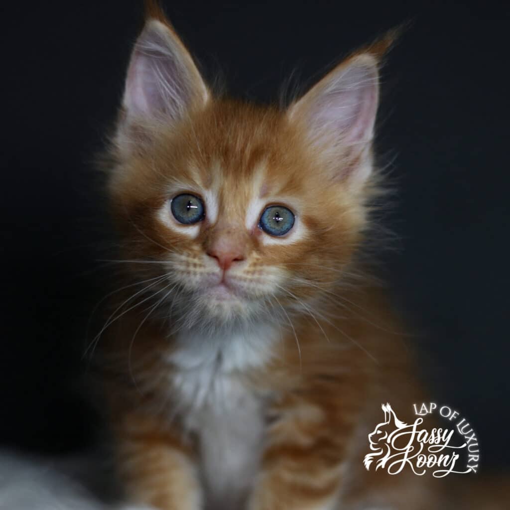 headshot of hayley at 7 weeks old red maine coon girl