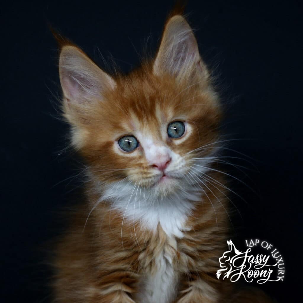 headshot of riot 7 week old maine coon male kitten red