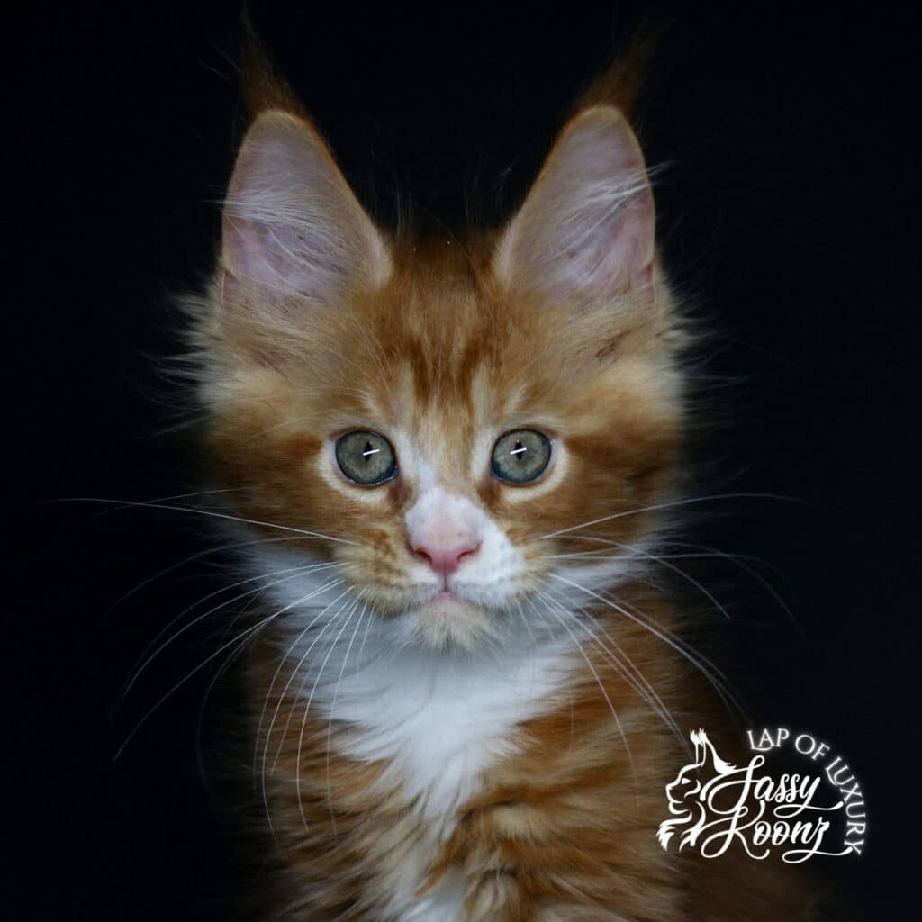 headshot of riot 9 week old maine coon kitten