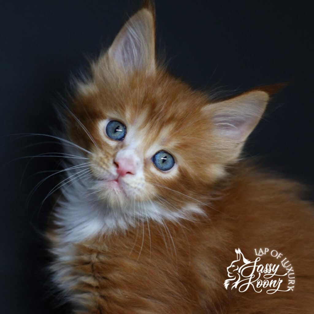 headshot of riot red male maine coon kitten