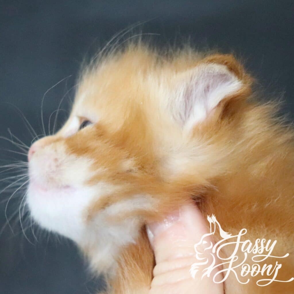 kerosene-profile-maine-coon ⋆ Sassy Koonz Maine Coon Cattery Close-up of an orange tabby cat's face in profile with whiskers visible against a dark background and partial white script overlay.