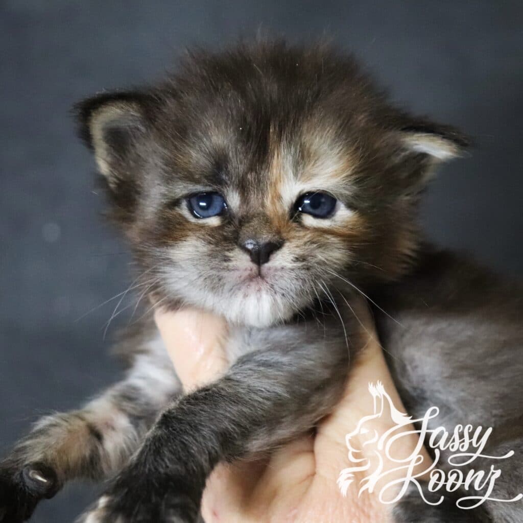 maine-coon-daniela-3-weeks ⋆ Sassy Koonz Maine Coon Cattery maine coon daniela 3 weeks old Available to Reserve