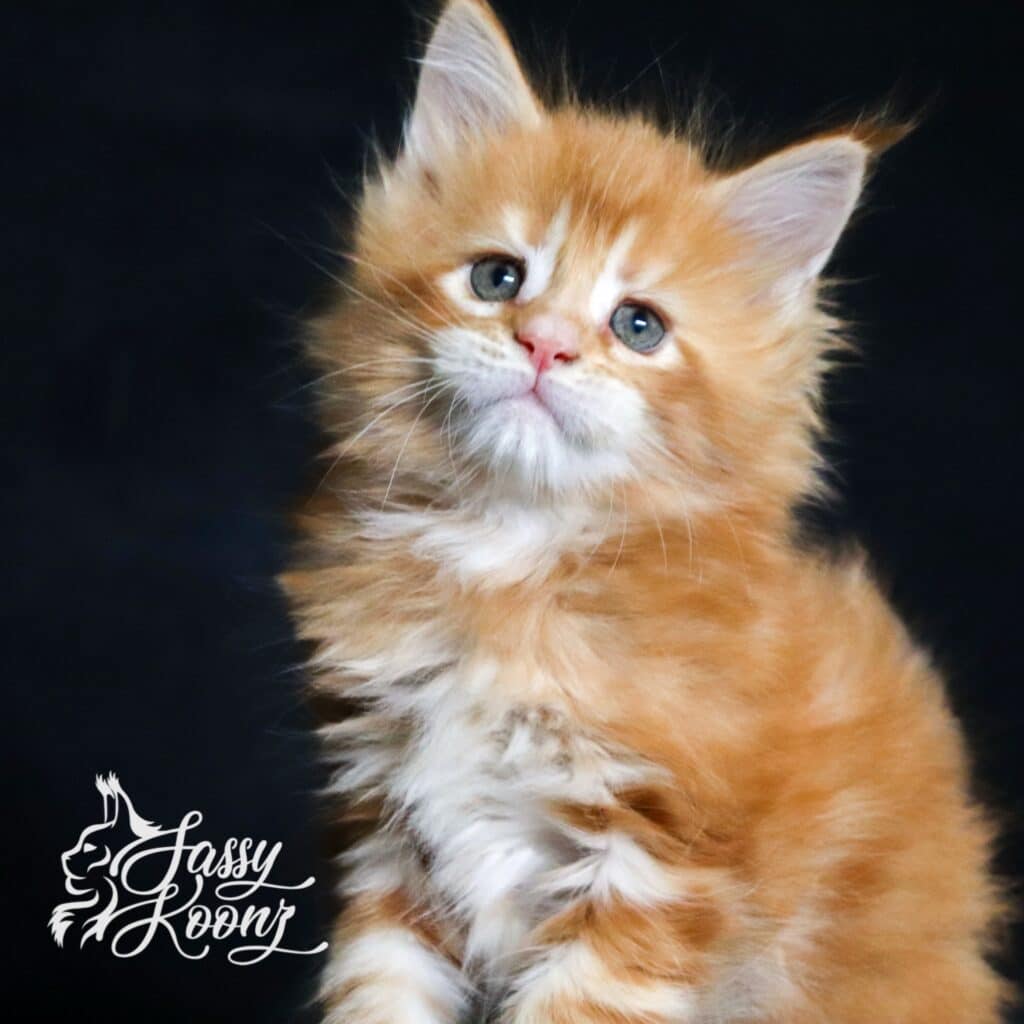 maine coon kitten 5 weeks old available from sassy koonz