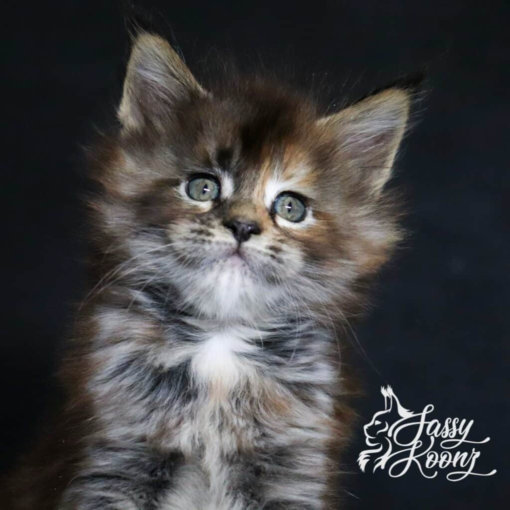 maine coon kitten daniela for sale from sassy koonz