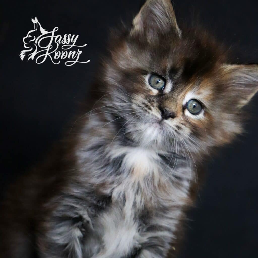 adorable maine coon kitten for sale daniela 5 weeks old on black background
