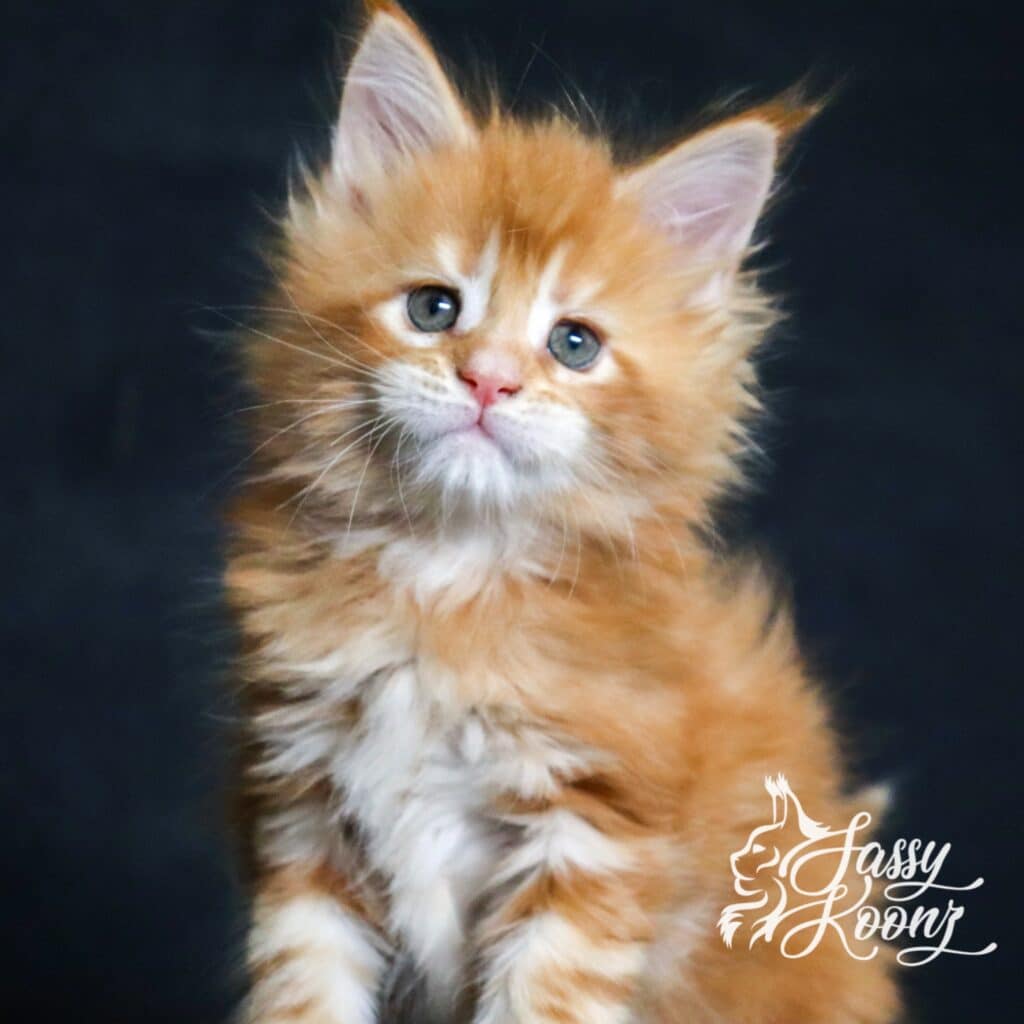 maine coon kitten for sale named narcisista at 5 weeks old available