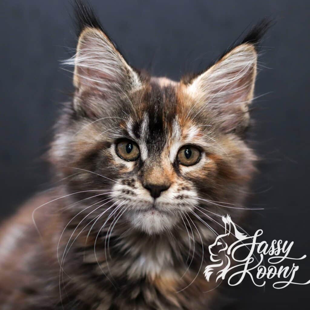 maine coon kitten from sassy koonz 11 weeks old Daniela
