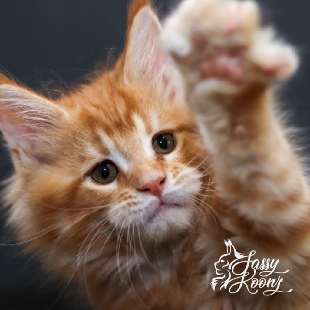 maine coon kitten from sassy koonz kerosene