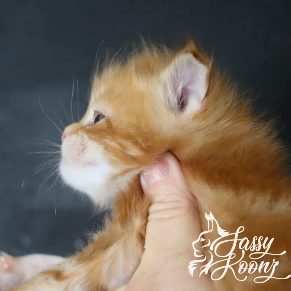 maine-coon-profile-narcisista-3 ⋆ Sassy Koonz Maine Coon Cattery Close-up of an orange tabby kitten being gently held by a hand against a dark background.