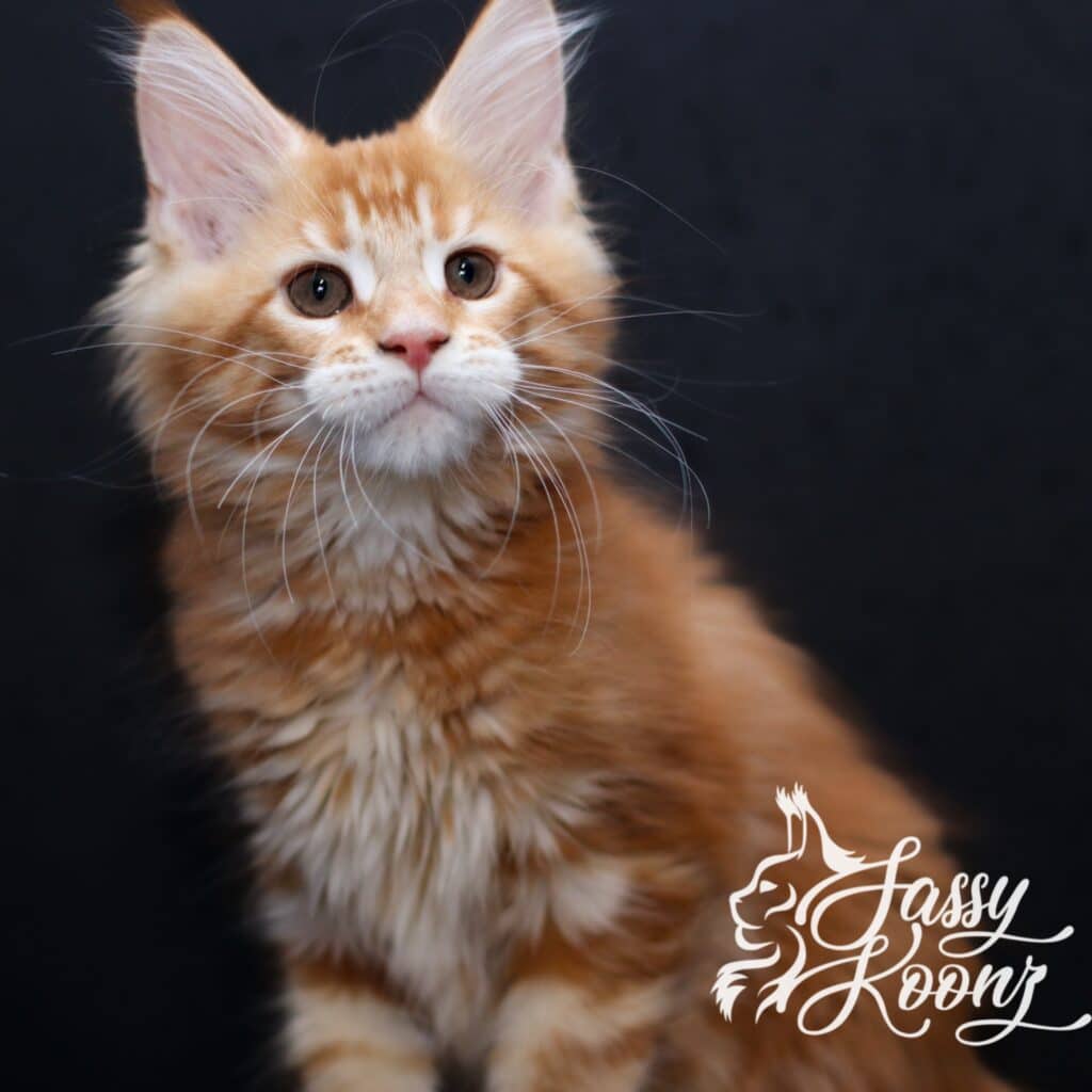 maine coon from sassy koonz narcisista 11 weeks old